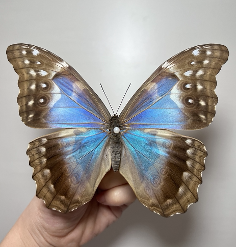 蓝闪蝶雌未展翅原蝶真蝴蝶标本
