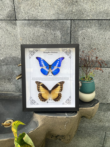 光明女神标本家居装饰画