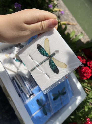 真蜻蜓标本已展翅拍照摄影道具