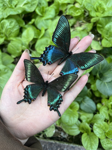 春型绿带翠凤蝶未展翅原蝶真蝴蝶标本DIY手工材料