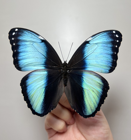 双列兴族闪蝶雌蝶未展翅原蝶真蝴蝶标本