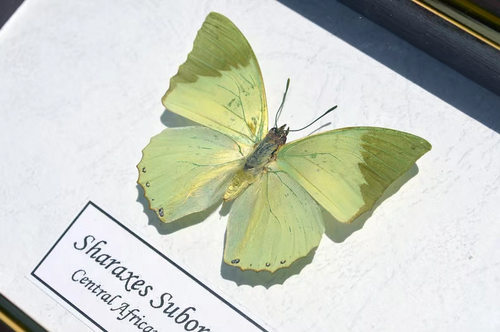 现货 | 暗绿/淡绿无鳌蛱蝶蝴蝶未展翅原蝶进口标本蝴蝶