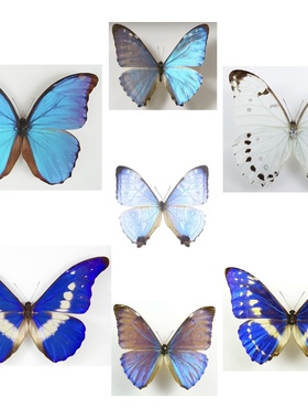 蓝闪蝶各种进口闪蝶真蝴蝶标本未展翅干制原蝶