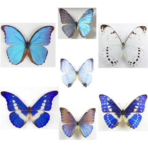 进口各种闪蝶干制原蝶标本