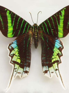 月亮蛾Urania leilus原蝶标本