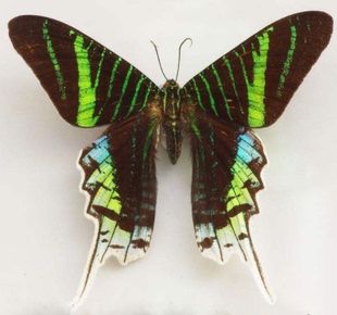 月亮蛾Urania leilus原蝶标本