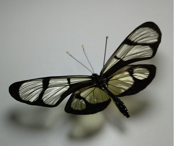 窗绡蝶thyridia psidii未展翅原蝶真蝴蝶标本