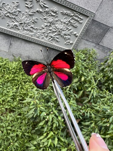 半红开心蛱蝶未展翅原蝶