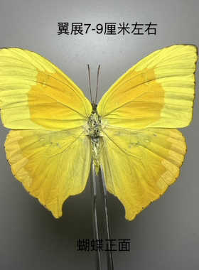 柔菲粉蝶Phoebis rurina 原蝶未展翅蝴蝶标本