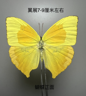 柔菲粉蝶Phoebis rurina 原蝶未展翅蝴蝶标本