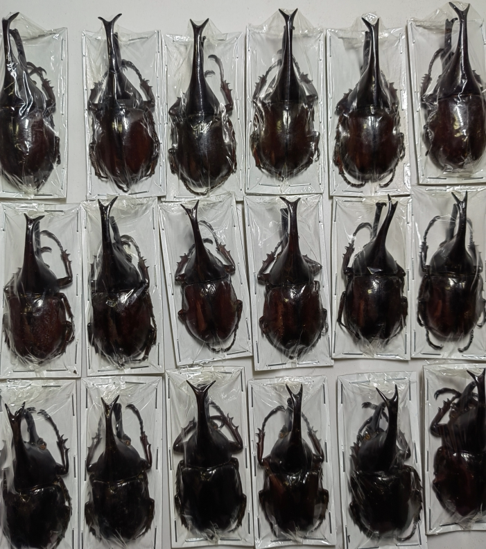 橡胶木犀金龟指名亚种姬兜xylotrupes gideon gideon真昆虫标本