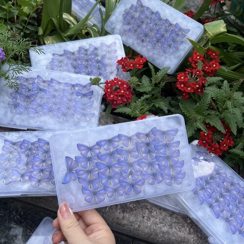 珍贵妩灰蝶蓝灰蝶真蝴蝶标本