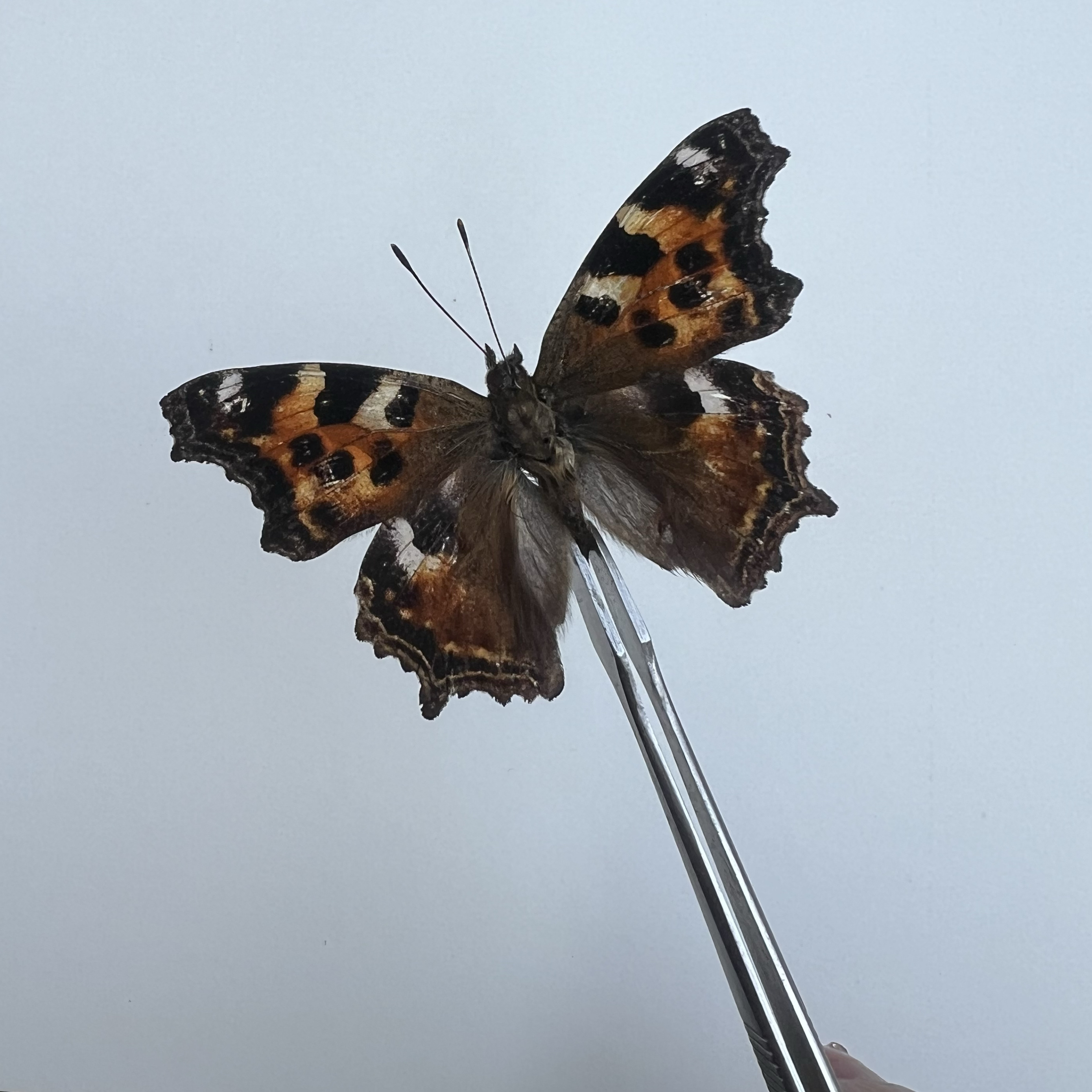 白矩朱蛱蝶真蝴蝶标本未展翅原蝶