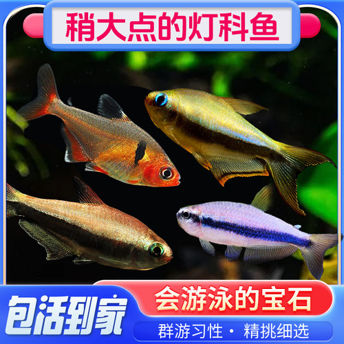 帝王灯大点的灯科鱼群游混养景观缸热带鱼淡水鱼饲养问题老板解答