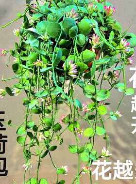 垂吊植物易养活开花小绿植垂吊