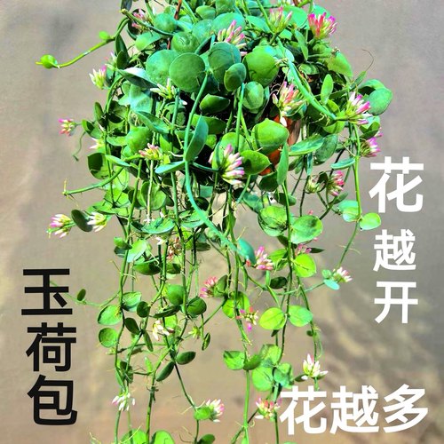垂吊植物易养活开花小绿植垂吊