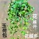 玉荷包小吊爬藤类垂吊阳台庭院开花小绿植耐旱易养活盆栽植物
