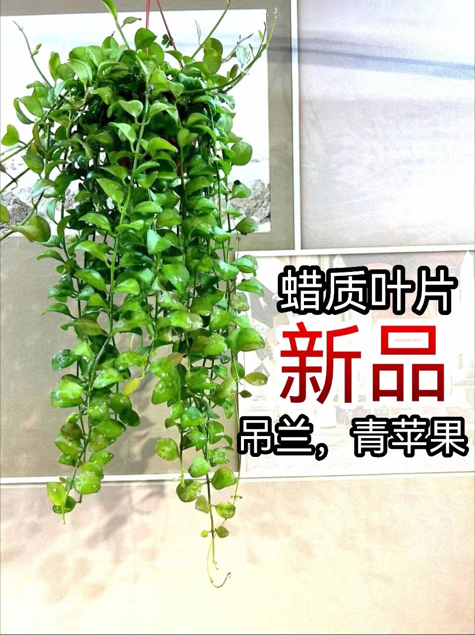 青苹果眼树莲绿植懒人小盆栽适合桌面绿植
