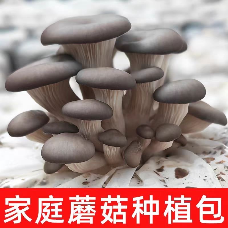 新鲜食用菌蘑菇菌包家庭蘑菇种植