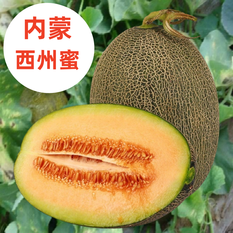 正宗内蒙河套蜜瓜非新疆西州蜜应季新鲜水果网纹脆甜多汁特产甜瓜