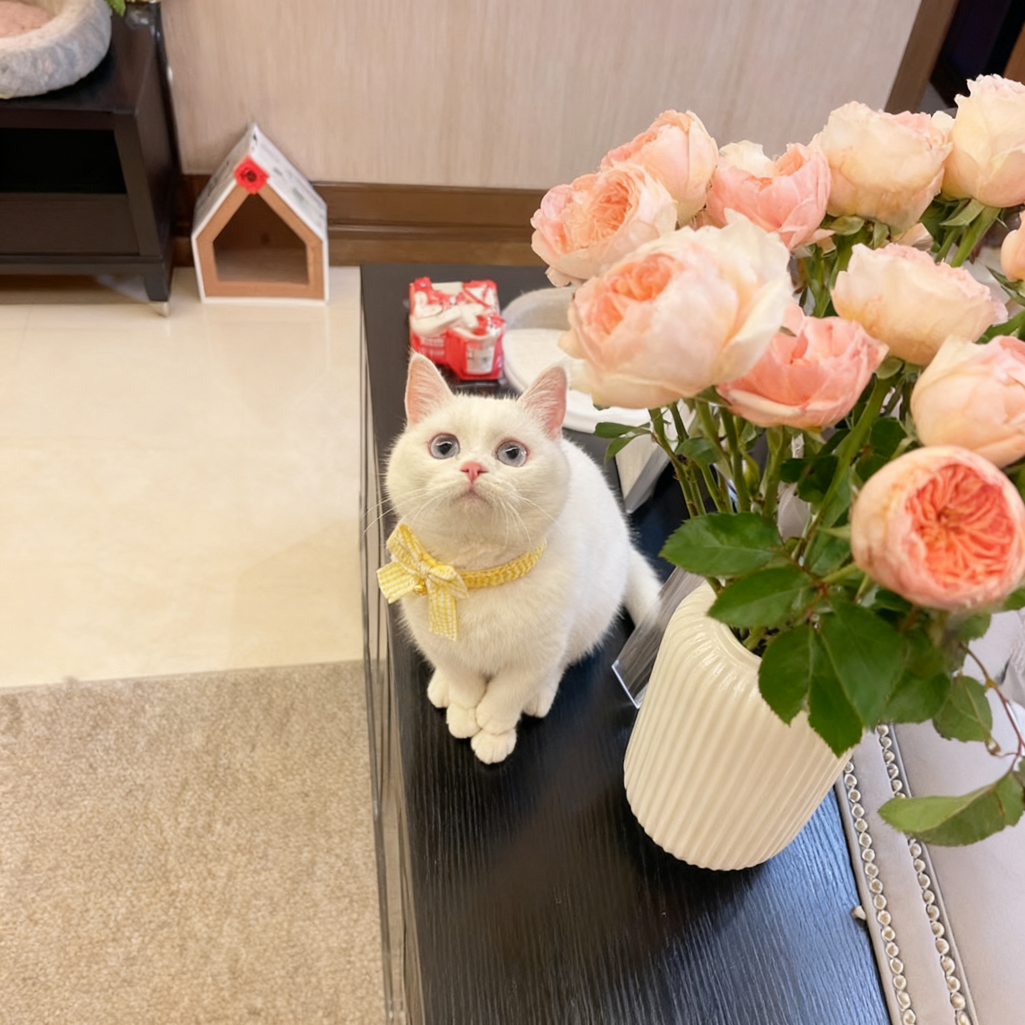 宠物编织围脖围兜猫咪狗狗口水巾领结可爱饰品小型犬布偶蓝白泰迪,宠物/宠物食品及用品,领结,淘宝优惠券,粉丝福利购,淘宝优惠卷