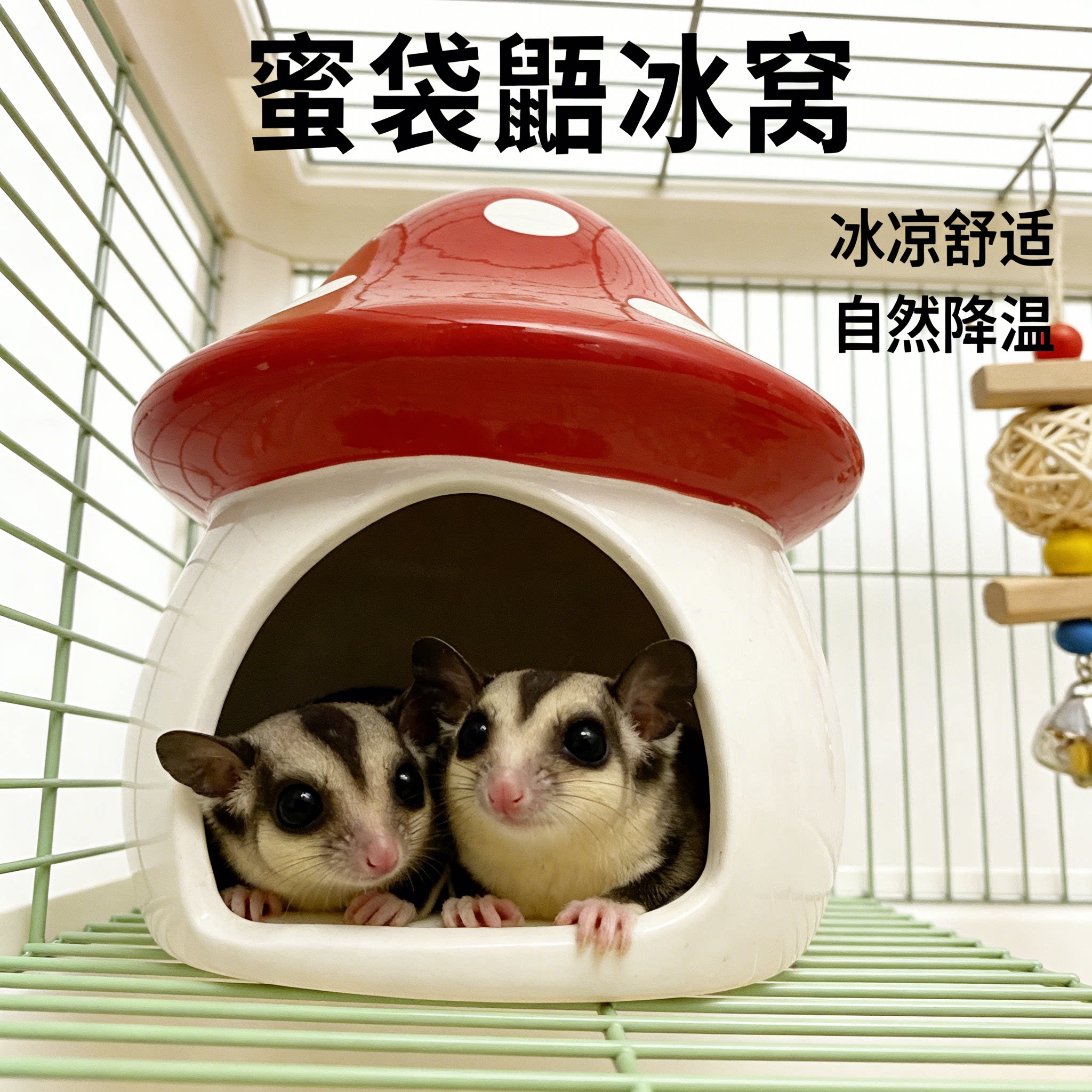 蜜袋鼯夏季陶瓷冰屋降温躲避睡窝图片