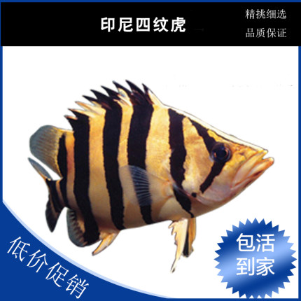 苏门答腊虎鱼泰北三纹虎观赏鱼活体大型热带鱼印尼三纹虎四纹虎