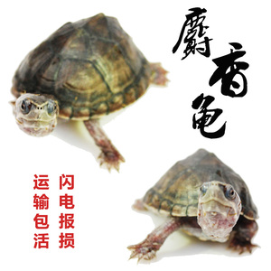 剃刀龟活体剃刀头苗活体麝香龟活体剃刀麝香蛋龟深水龟观赏龟包邮