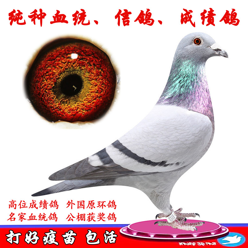 信鸽活体公棚冠军鸽成绩血统鸽千公里种鸽杨阿腾天落网鸽比利时鸽
