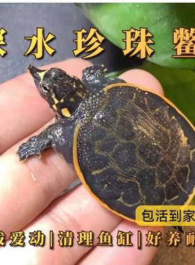 珍珠鳖小甲鱼苗活物鱼缸混养家养观赏甲鱼苗深水龟鳖乌龟活体