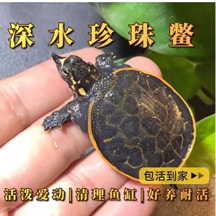 珍珠鳖小甲鱼苗活物鱼缸混养家养观赏甲鱼苗深水龟鳖乌龟活体