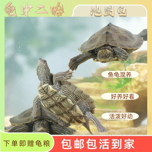 深水龟密西西比地图苗招财小乌龟鱼缸混养观赏宠物龟活体地图活物