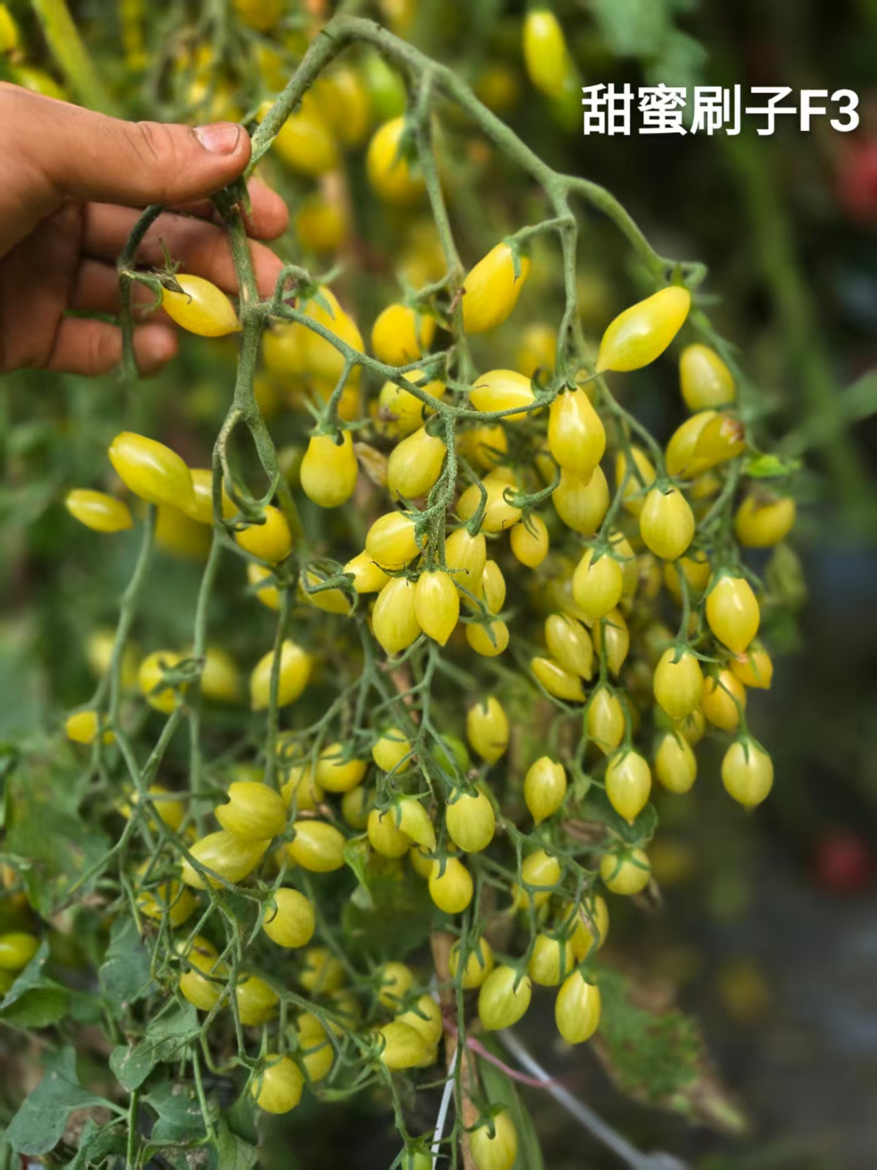 2025自育新品甜蜜刷子F3，非稳定品种慎拍3粒