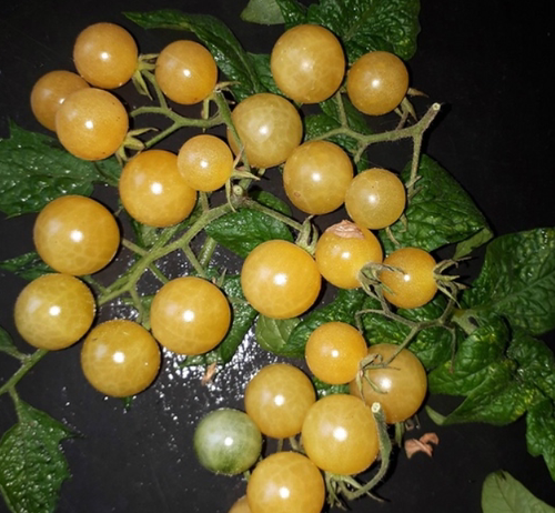 154香槟樱桃Champagne Cherry（5粒种子）