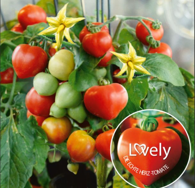 771艾薇塔迷你盆栽番茄5粒种子全店满38包邮偏远地区除外