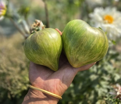 1023阿里粒斯金之心2025新品五粒种子全店满38包邮偏远地区除外