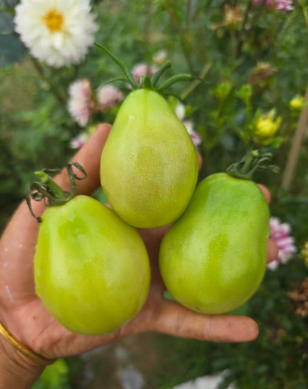 1030翡翠李子五粒种子全店满38包邮偏远地区除外