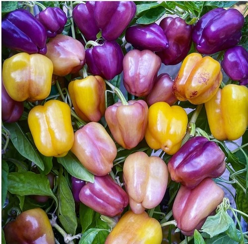 T27小提琴VIOLGO（甜椒种子3粒