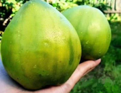 1035大绿宝石五粒种子全店满38包邮偏远地区除外