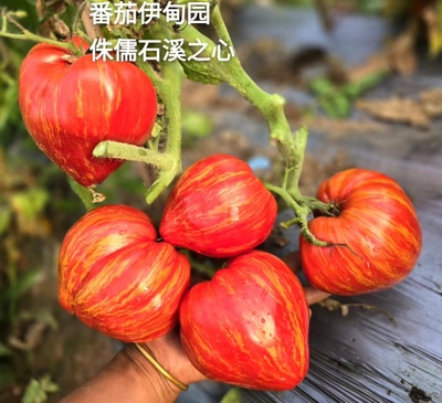 395侏儒石溪之心（5粒种子满38包邮2023超新品）