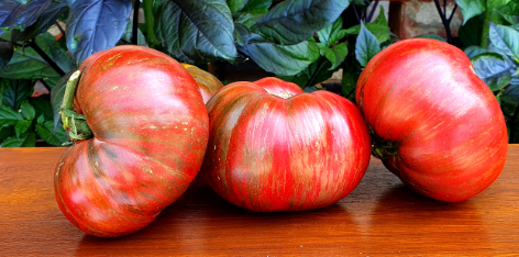 554侏儒阿德莱德音乐节（5粒种子）