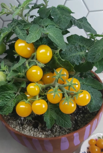 484迷你匹诺曹橙3粒种子Microdwarf Pinocchio orange 