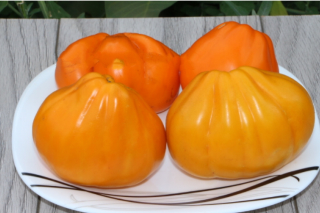 380黄色手提包Yellow totes tomato(5粒种子,满38包邮)
