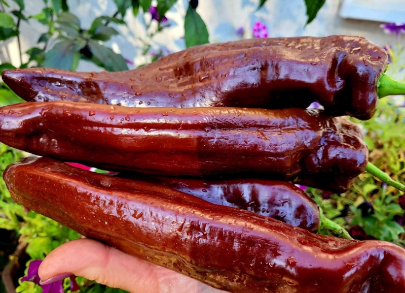 T35甜筒巧克力F3甜椒种子5粒，无售后