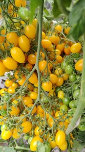 主图来自群友光之秘境 店主推荐 625多花型番茄太阳兔 5粒种子