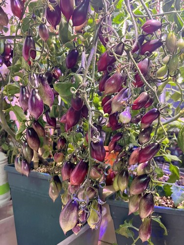 130金桔粉红蛋白石5粒种子，图1-3来自群友甜甜的刷子