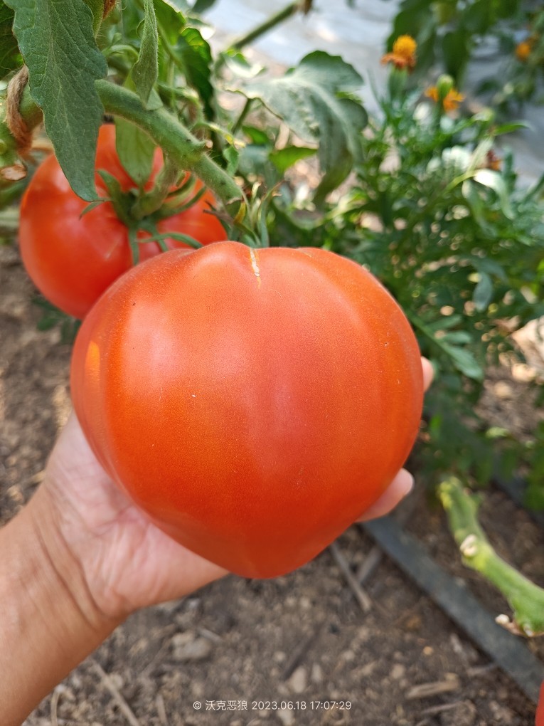 193少女的眼泪传家宝（主图由沃克饿狼反馈）5粒种子