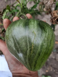 包邮 5粒种子满38 哈萨克斯坦 394魔术师