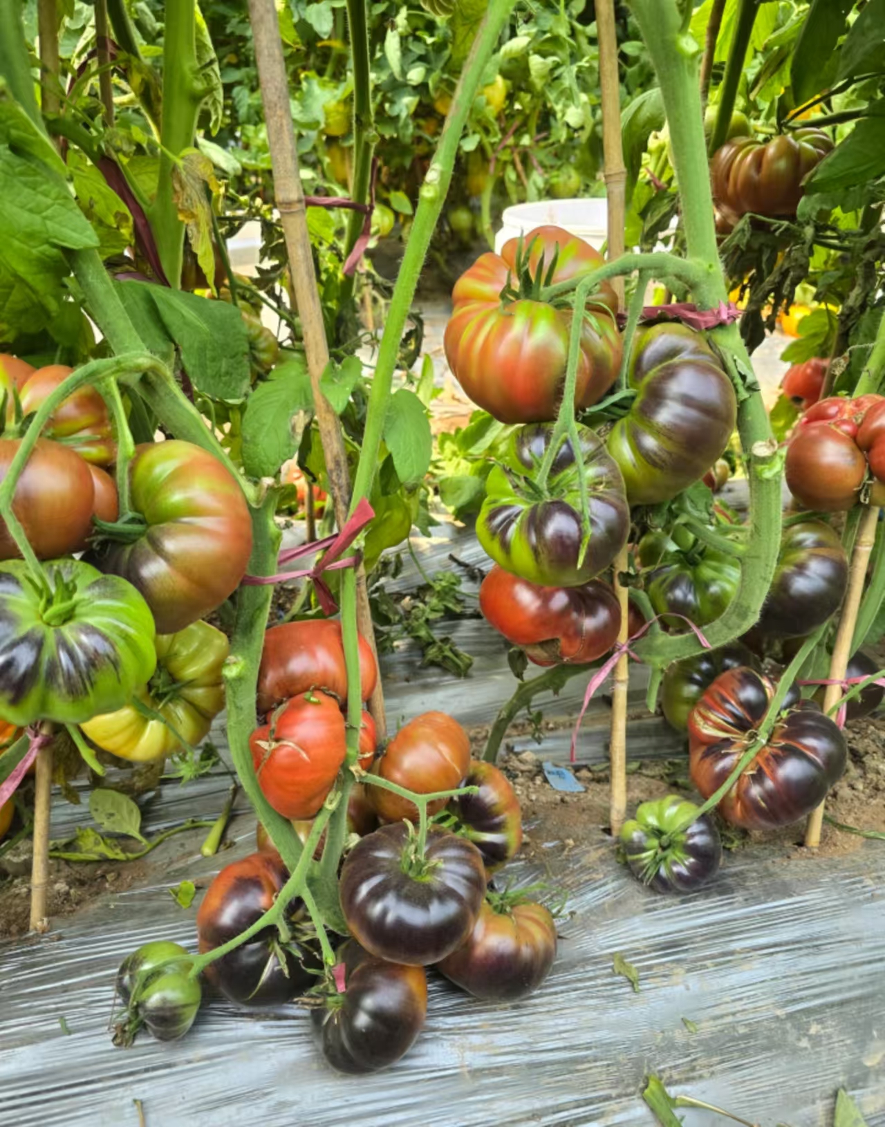 1025星际迷行F5店主推荐五粒种子全店满38包邮偏远地区除外