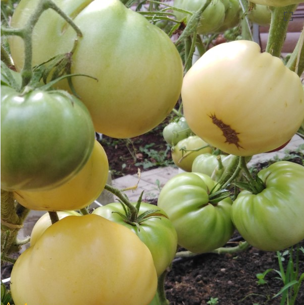 414传家宝半月HALF MOON（5粒种子）